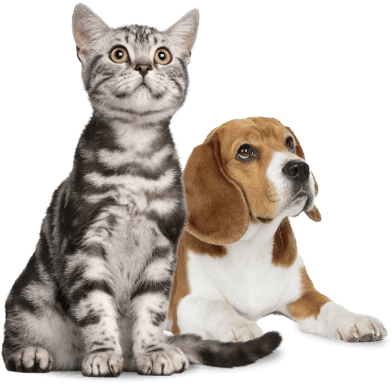 Decorative pet icon